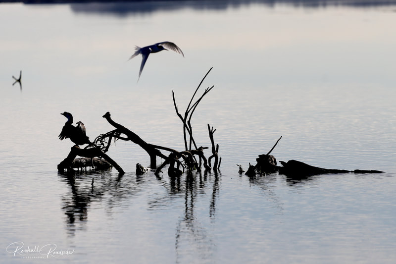 Birdlife Photography. Okarito Lagoon.  Nature Photography. Early Morning Bird Life.