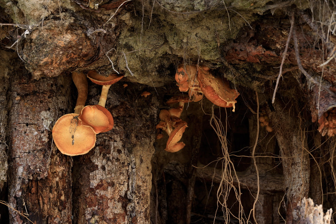 Abel-Tasman-National-Park-Fungi-Mushroom.