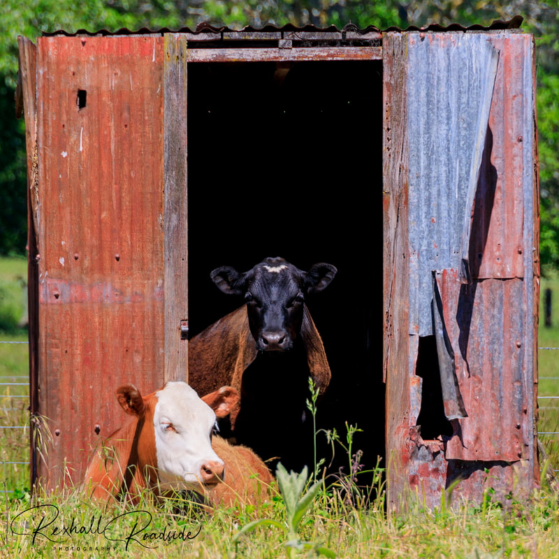 Cows. Cow. Quirky Photo. Farm.