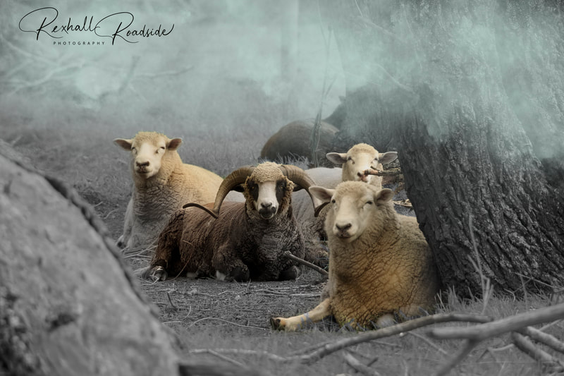 Sheep. New Zealand Sheep. Smokey scene. Scenes of Sheep. Farm scene. Farm scene of sheep.