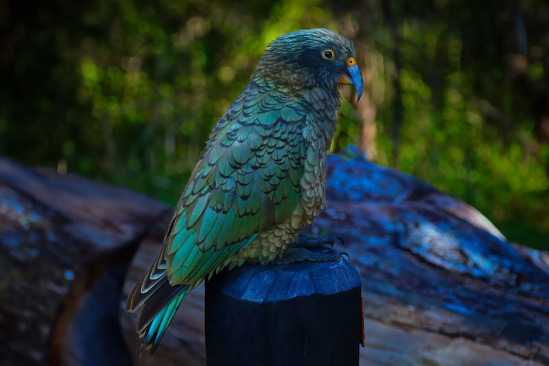 Kea-Alpine-Parrot-Large-New-Zealand-Bird-Photography.