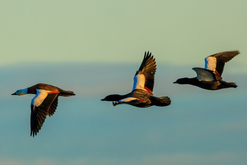 Ducks. Okarito. Bird Flight. Ducks flying above the Okarito Lagoon. 