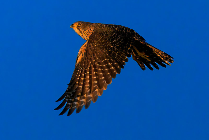 Falcon. New Zealand Falcon. Bird Life. New Zealand Falcon against a clear Blue Sky.