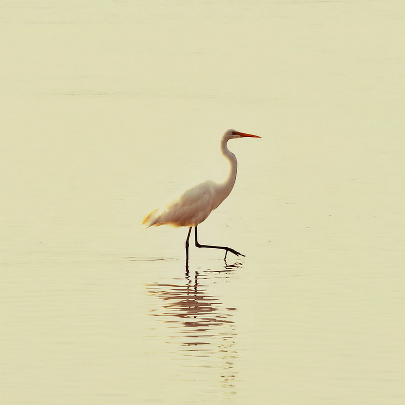 Kotuku. Great White Heron. Okarito Lagoon. Bird Life.