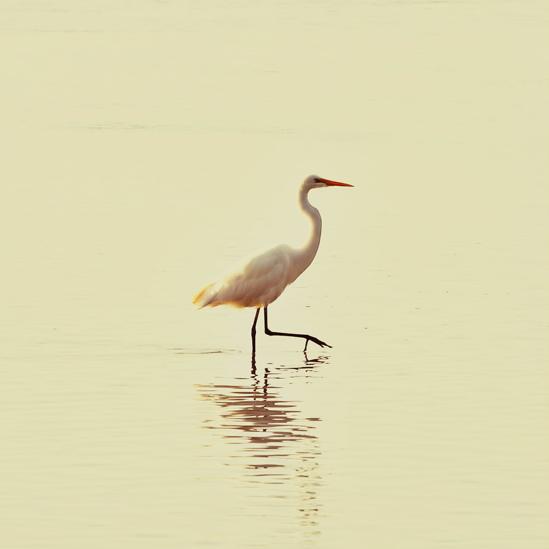 Great White Heron. Kotuku. Wildlife Photography.