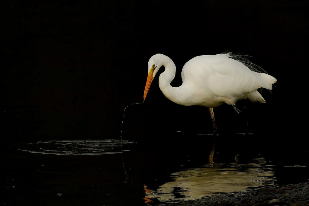 Okarito Lagoon. White Heron. Kotuku. New Zealand Bird Photography.