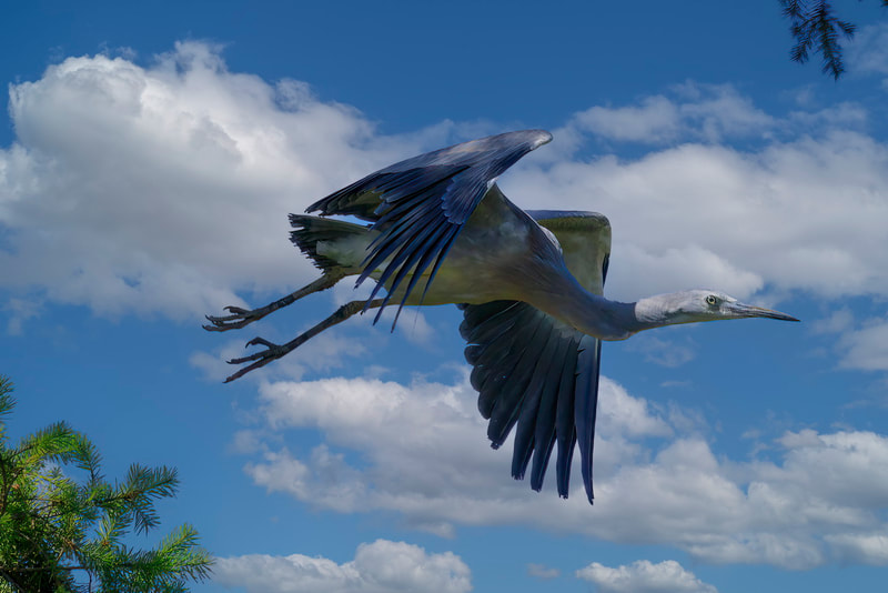 Heron Southland Birdlife Bird Photography