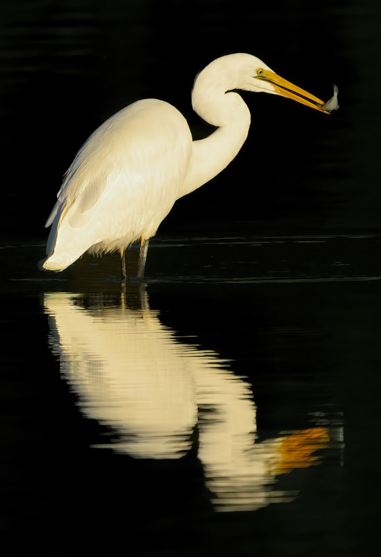 Great-White-Heron-Kotuku-Lagoon.