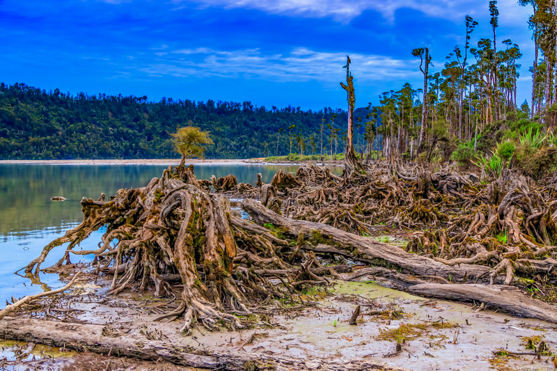 Lake Wahapo. Westland. NZ. Landscape. Low level exposing Tree Roots.