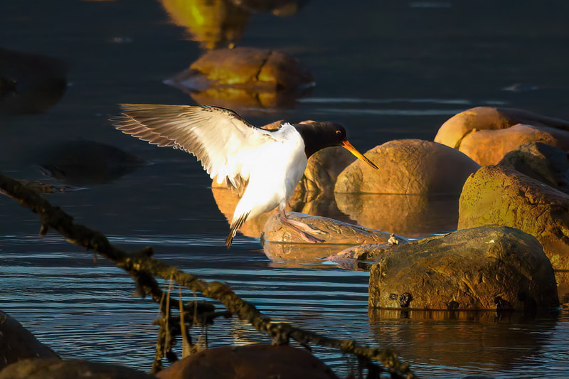 Birdlife-Photography-Golden-Bay.