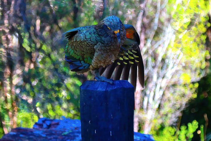 Kea. New Zealand Kea. Bird Photography.
