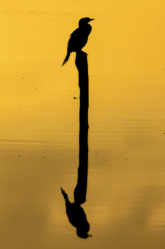 Shag. Bird Photography. Golden Hour Light. Okarito Lagoon.